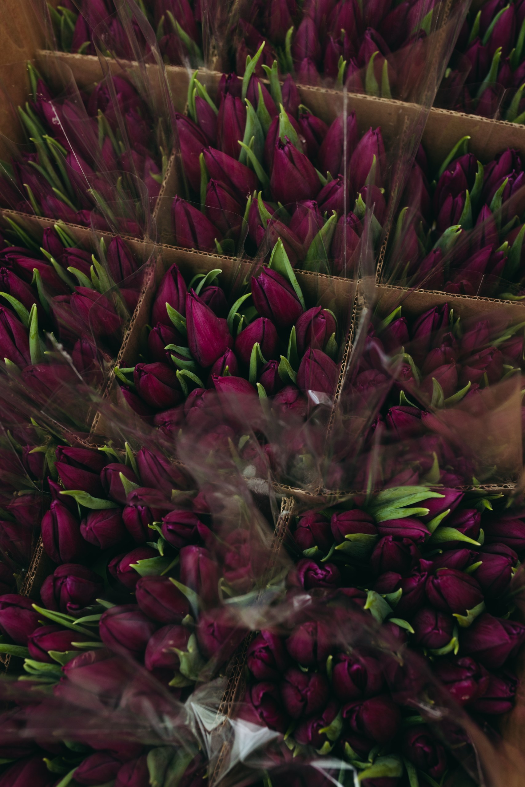 photo-tulips-web-my-tulip-ru (3)