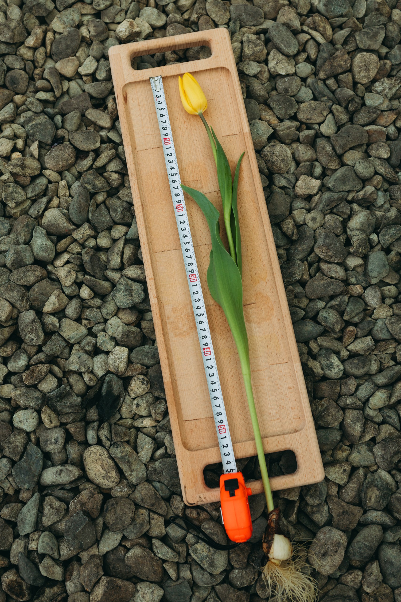 photo-tulips-web-my-tulip-ru (43)